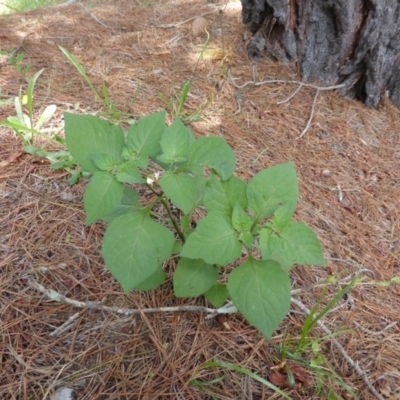 Solanum nigrum (Black Nightshade) at Isaacs Ridge and Nearby - 28 Jan 2015 by Mike