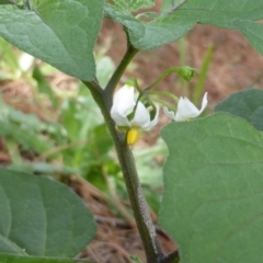 Solanum nigrum at Isaacs, ACT - 28 Jan 2015 01:33 PM