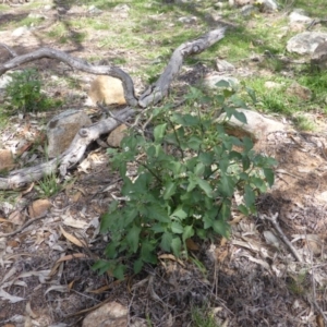 Solanum nigrum at Isaacs Ridge - 28 Jan 2015