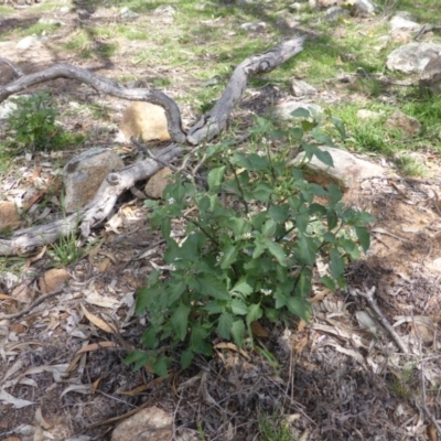 Solanum nigrum (Black Nightshade) at Jerrabomberra, ACT - 28 Jan 2015 by Mike