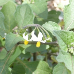 Solanum nigrum at Isaacs Ridge - 28 Jan 2015 01:40 PM