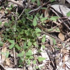 Einadia nutans subsp. nutans (Climbing Saltbush) at Isaacs Ridge and Nearby - 28 Jan 2015 by Mike