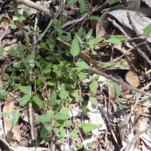 Einadia nutans subsp. nutans at Jerrabomberra, ACT - 28 Jan 2015