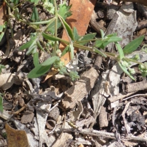 Einadia nutans subsp. nutans at Jerrabomberra, ACT - 28 Jan 2015