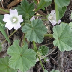 Malva neglecta (Dwarf Mallow) at Jerrabomberra, ACT - 28 Jan 2015 by Mike