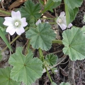 Malva neglecta at Jerrabomberra, ACT - 28 Jan 2015