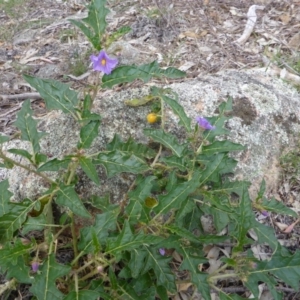 Solanum cinereum at Isaacs Ridge - 28 Jan 2015 01:47 PM