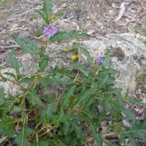 Solanum cinereum at Isaacs Ridge - 28 Jan 2015