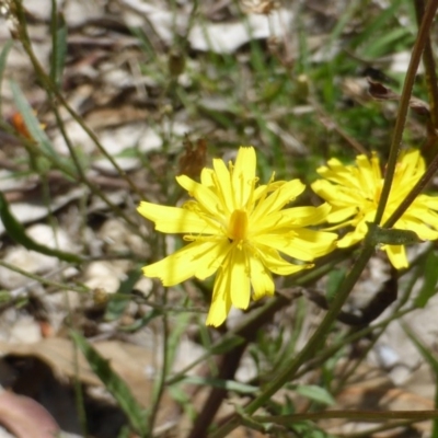 Crepis capillaris (Smooth Hawksbeard) at Jerrabomberra, ACT - 28 Jan 2015 by Mike