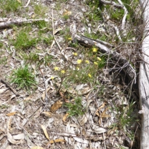 Crepis capillaris at Isaacs Ridge - 28 Jan 2015 01:47 PM