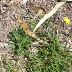 Hypochaeris radicata (Cat's Ear, Flatweed) at Jerrabomberra, ACT - 28 Jan 2015 by Mike