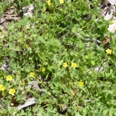 Oxalis perennans (Grassland Wood Sorrel) at Isaacs Ridge - 28 Jan 2015 by Mike