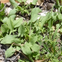 Rumex acetosella (Sheep Sorrel) at Jerrabomberra, ACT - 28 Jan 2015 by Mike