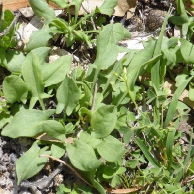 Rumex acetosella (Sheep Sorrel) at Jerrabomberra, ACT - 28 Jan 2015 by Mike