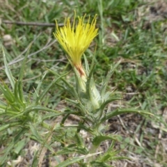 Carthamus lanatus (Saffron Thistle) at Isaacs Ridge and Nearby - 28 Jan 2015 by Mike