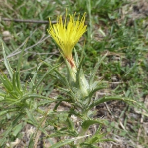 Carthamus lanatus at Jerrabomberra, ACT - 28 Jan 2015 01:50 PM