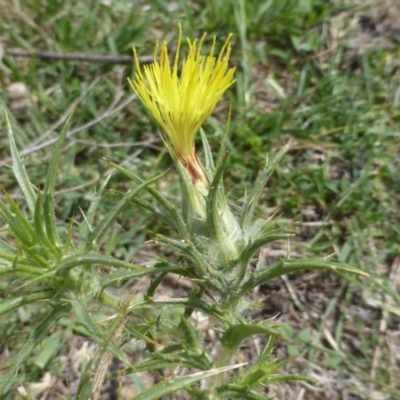 Carthamus lanatus (Saffron Thistle) at Isaacs Ridge and Nearby - 28 Jan 2015 by Mike