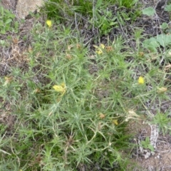 Carthamus lanatus at Jerrabomberra, ACT - 28 Jan 2015 01:50 PM