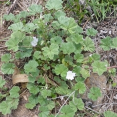 Malva neglecta (Dwarf Mallow) at Jerrabomberra, ACT - 28 Jan 2015 by Mike