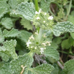 Marrubium vulgare at Jerrabomberra, ACT - 28 Jan 2015