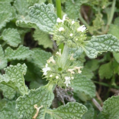 Marrubium vulgare (Horehound) at Isaacs Ridge and Nearby - 28 Jan 2015 by Mike
