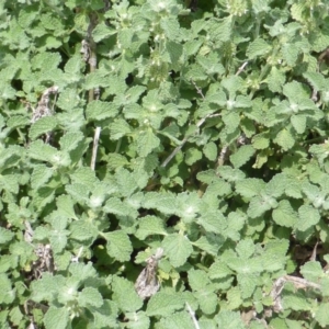 Marrubium vulgare at Jerrabomberra, ACT - 28 Jan 2015