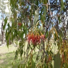 Amyema miquelii (Box Mistletoe) at Isaacs Ridge and Nearby - 28 Jan 2015 by Mike