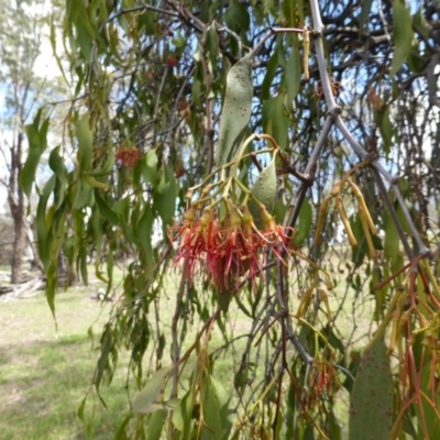 Amyema miquelii (Box Mistletoe) at Isaacs Ridge - 28 Jan 2015 by Mike