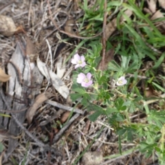 Geranium solanderi var. solanderi (Native Geranium) at Isaacs Ridge - 28 Jan 2015 by Mike