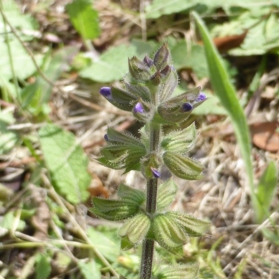 Salvia verbenaca var. verbenaca (Wild Sage) at Isaacs Ridge and Nearby - 28 Jan 2015 by Mike