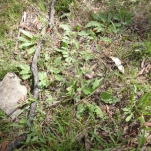 Salvia verbenaca var. verbenaca at Isaacs Ridge - 28 Jan 2015