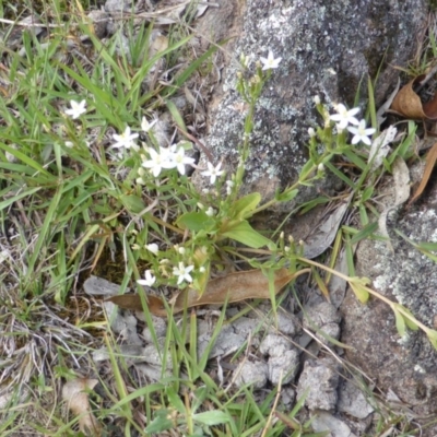 Centaurium sp. (Centaury) at Isaacs Ridge and Nearby - 28 Jan 2015 by Mike