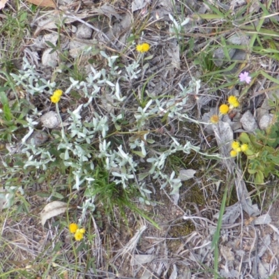 Chrysocephalum apiculatum (Common Everlasting) at Isaacs Ridge - 28 Jan 2015 by Mike