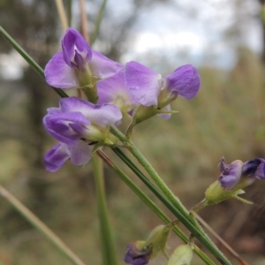 Glycine clandestina at Greenway, ACT - 25 Nov 2014 12:00 AM