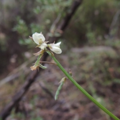 Grona varians (Slender Tick-Trefoil) at Tuggeranong Hill - 11 Nov 2014 by michaelb