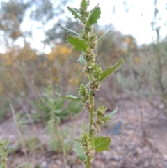 Dysphania pumilio (Small Crumbweed) at Point Hut to Tharwa - 29 Jan 2015 by michaelb