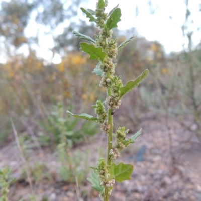 Dysphania pumilio (Small Crumbweed) at Point Hut to Tharwa - 29 Jan 2015 by michaelb