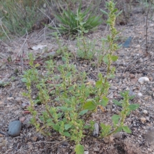 Dysphania pumilio at Paddys River, ACT - 29 Jan 2015