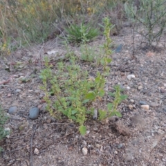 Dysphania pumilio at Paddys River, ACT - 29 Jan 2015