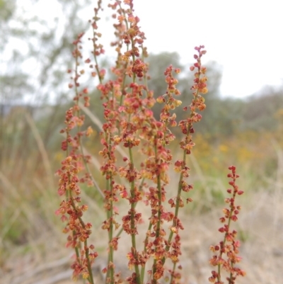 Rumex acetosella (Sheep Sorrel) at Point Hut to Tharwa - 31 Jan 2015 by michaelb