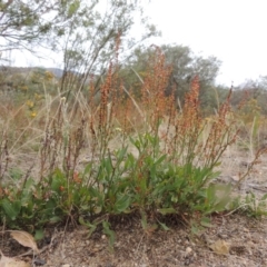 Rumex acetosella at Tharwa, ACT - 31 Jan 2015