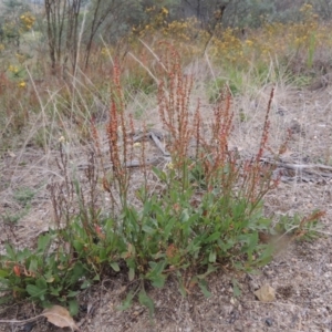 Rumex acetosella at Tharwa, ACT - 31 Jan 2015 06:42 PM