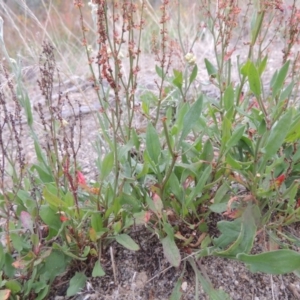 Rumex acetosella at Tharwa, ACT - 31 Jan 2015