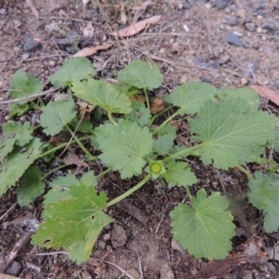 Modiola caroliniana (Red-flowered Mallow) at Paddys River, ACT - 31 Jan 2015 by MichaelBedingfield