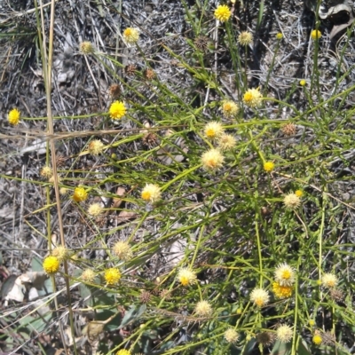 Calotis lappulacea (Yellow Burr Daisy) at Callum Brae - 5 Feb 2015 by galah681