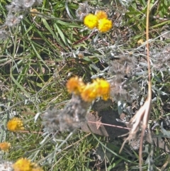 Chrysocephalum apiculatum (Common Everlasting) at Symonston, ACT - 5 Feb 2015 by galah681