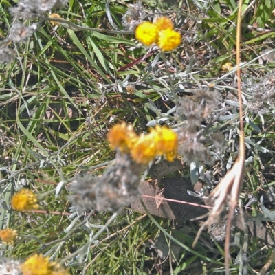 Chrysocephalum apiculatum (Common Everlasting) at Symonston, ACT - 6 Feb 2015 by galah681