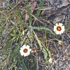 Tolpis barbata (Yellow Hawkweed) at Callum Brae - 5 Feb 2015 by galah681