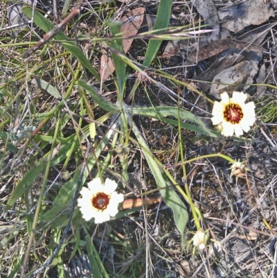 Tolpis barbata (Yellow Hawkweed) at Callum Brae - 5 Feb 2015 by galah681