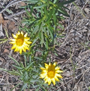 Xerochrysum viscosum at Symonston, ACT - 6 Feb 2015